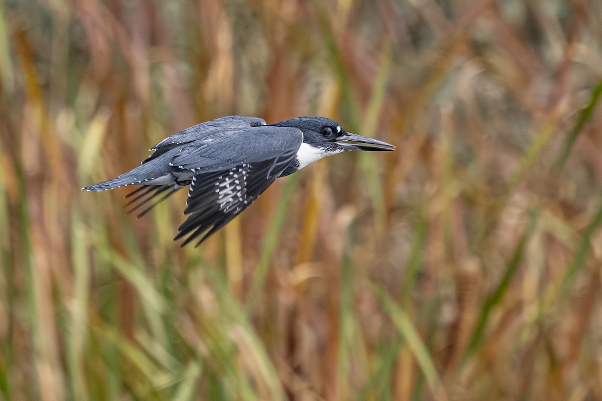 Belted Kingfisher - ML643729337
