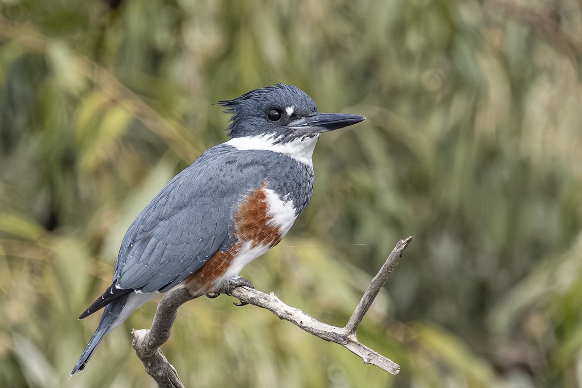Belted Kingfisher - ML643729340