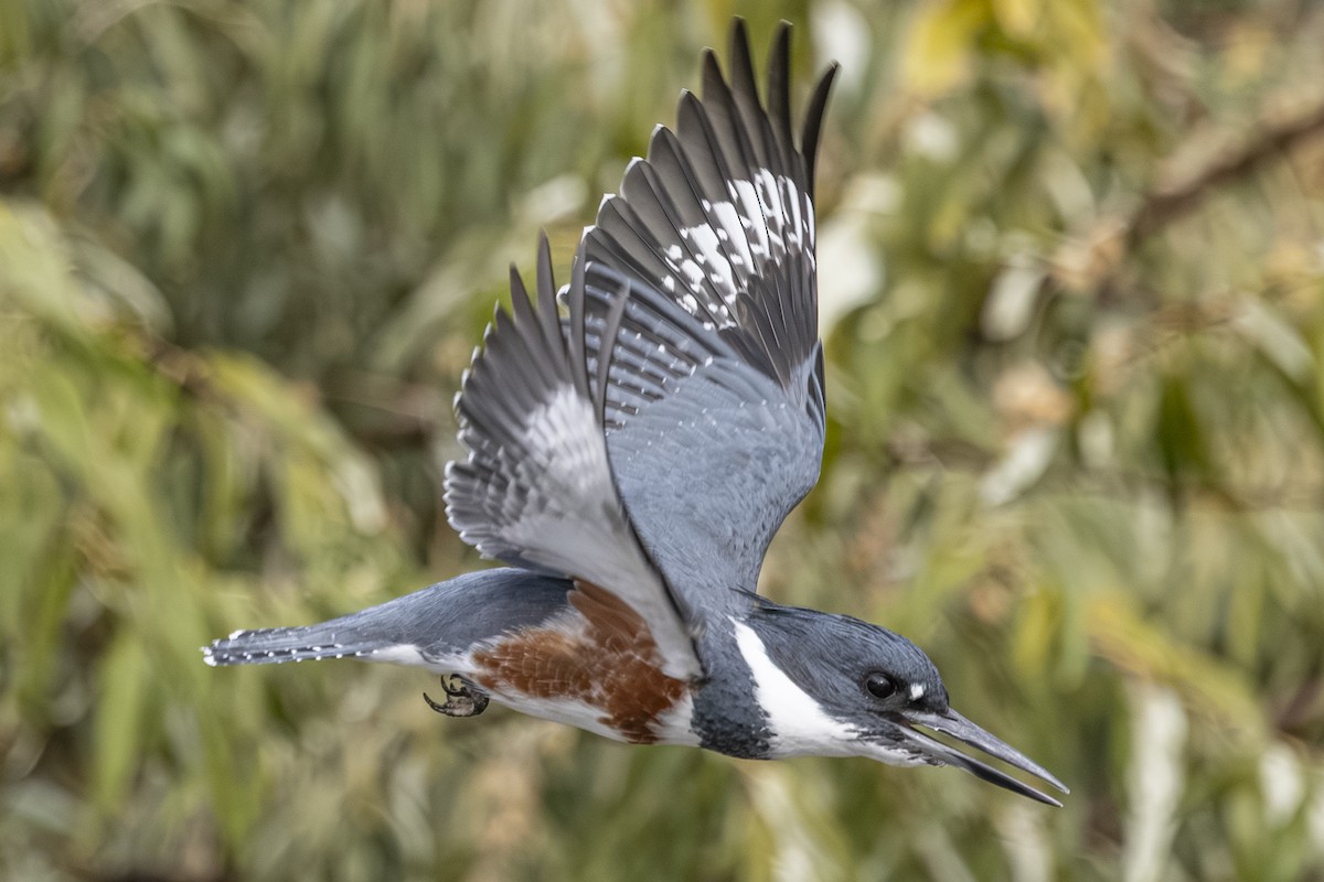 Belted Kingfisher - ML643729341