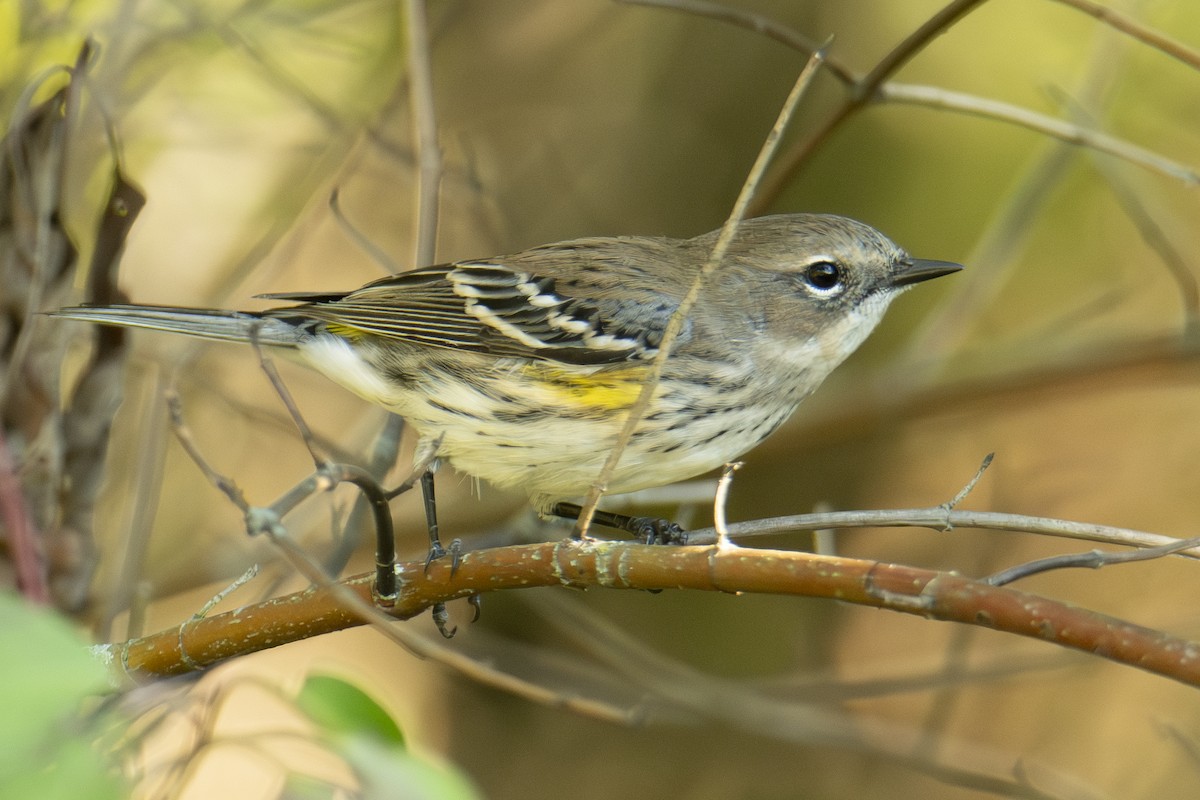 Yellow-rumped Warbler - ML643729347