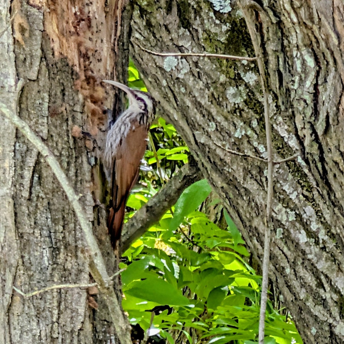 Narrow-billed Woodcreeper - ML643729350