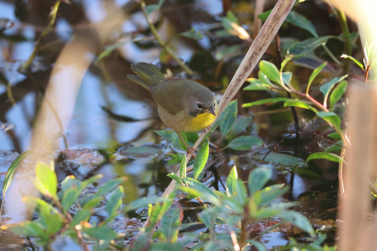 Common Yellowthroat - ML643729354