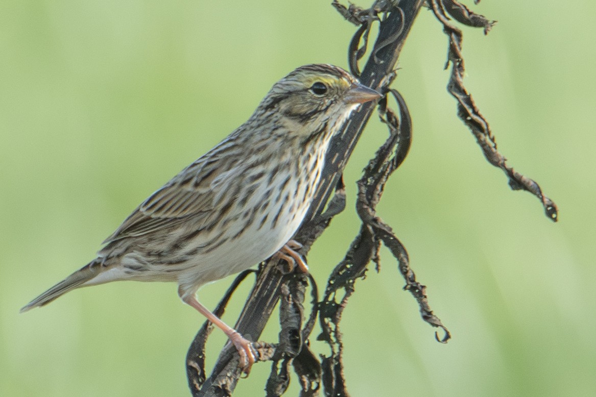 Savannah Sparrow - ML643729357