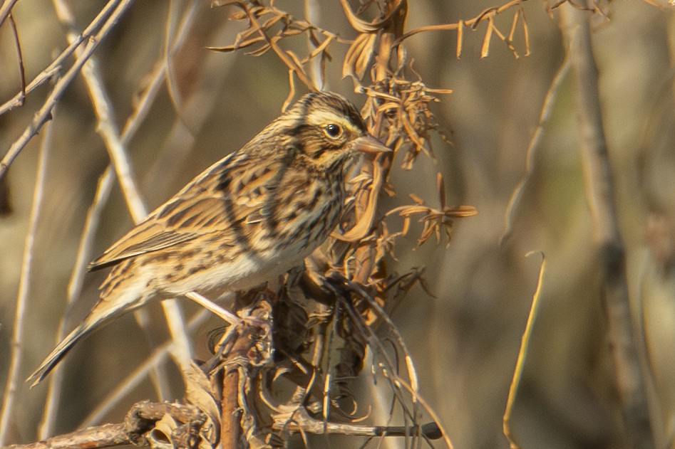 Savannah Sparrow - ML643729358