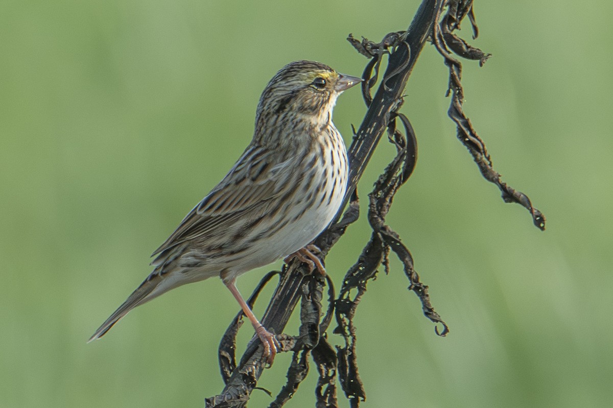Savannah Sparrow - ML643729359