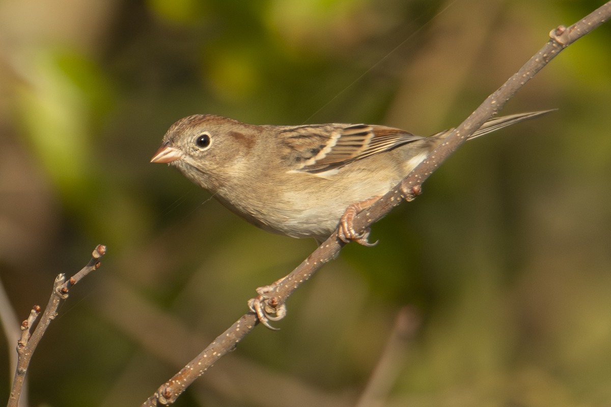 Field Sparrow - ML643729365