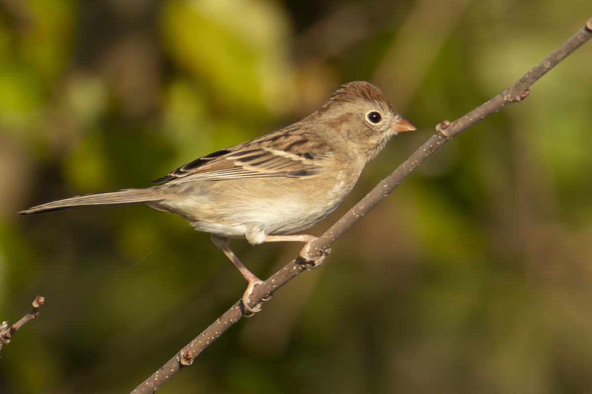 Field Sparrow - ML643729366