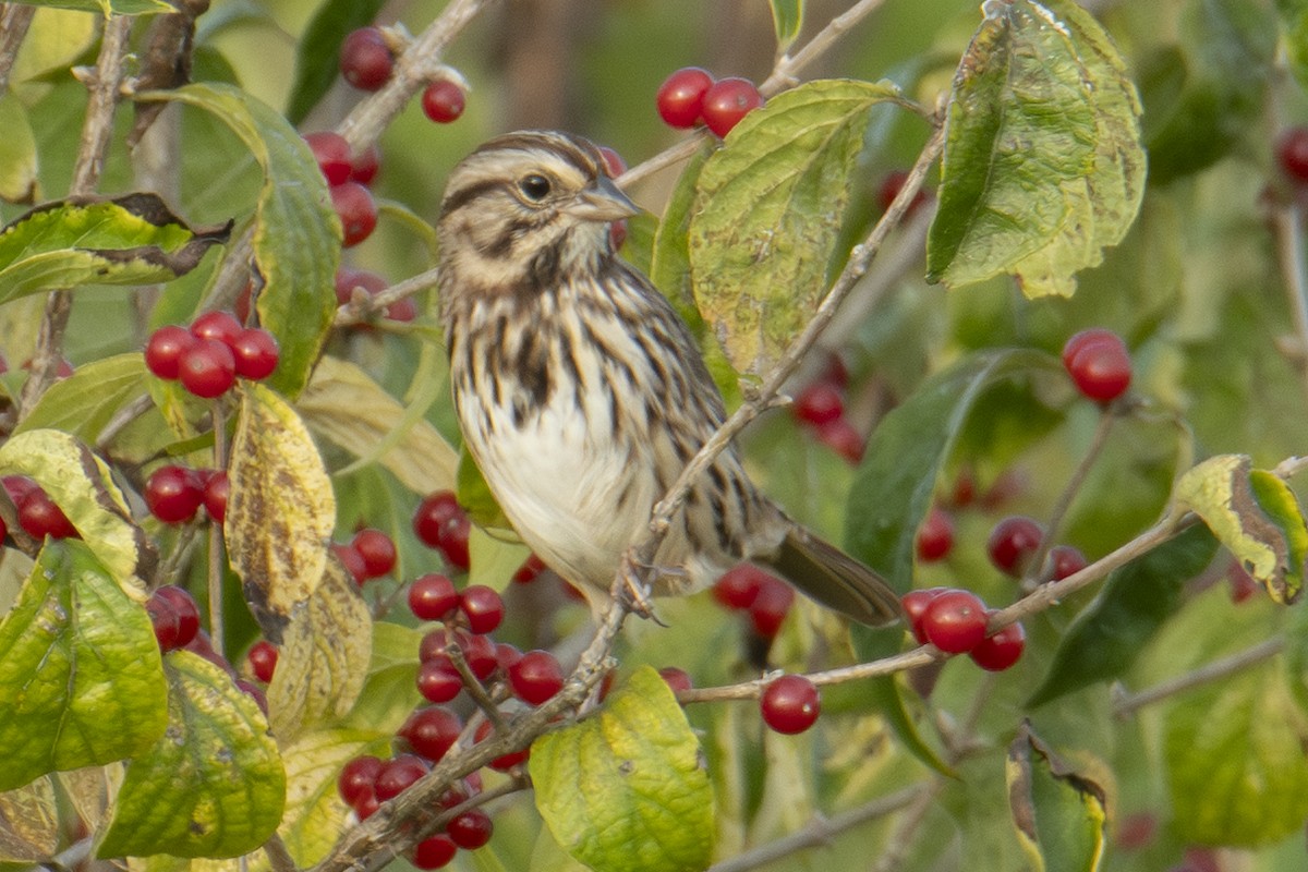 Song Sparrow - ML643729374