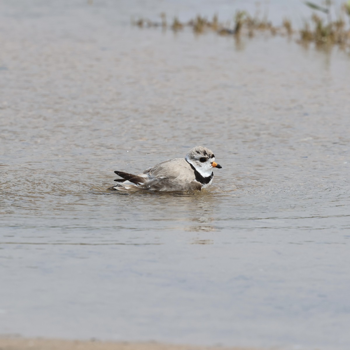 Piping Plover - ML643729377