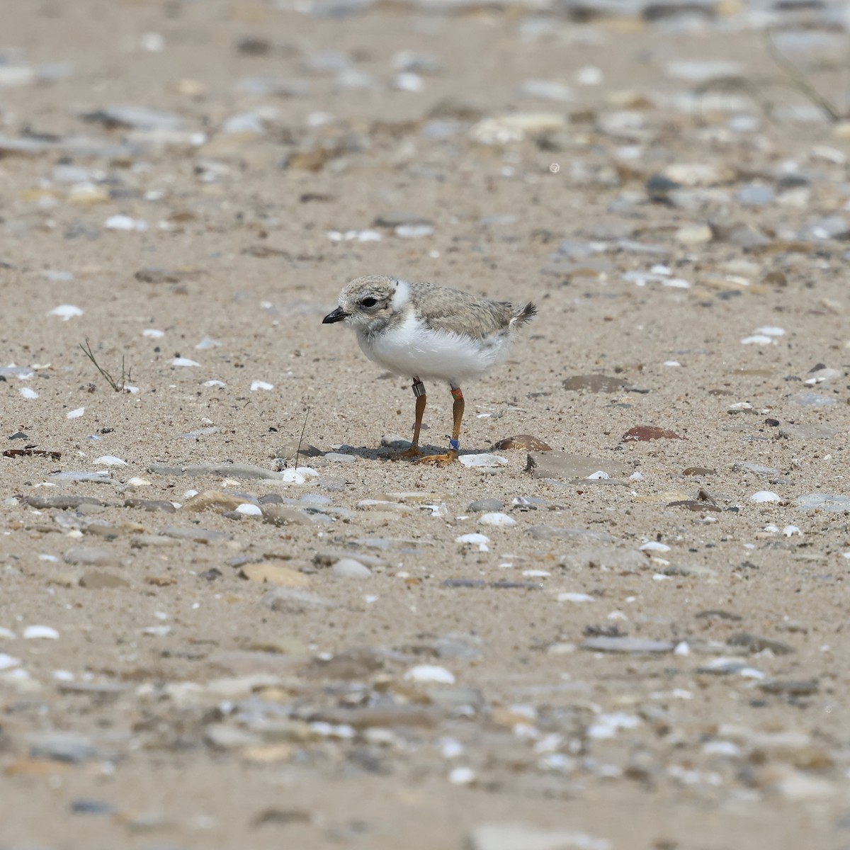 Piping Plover - ML643729378