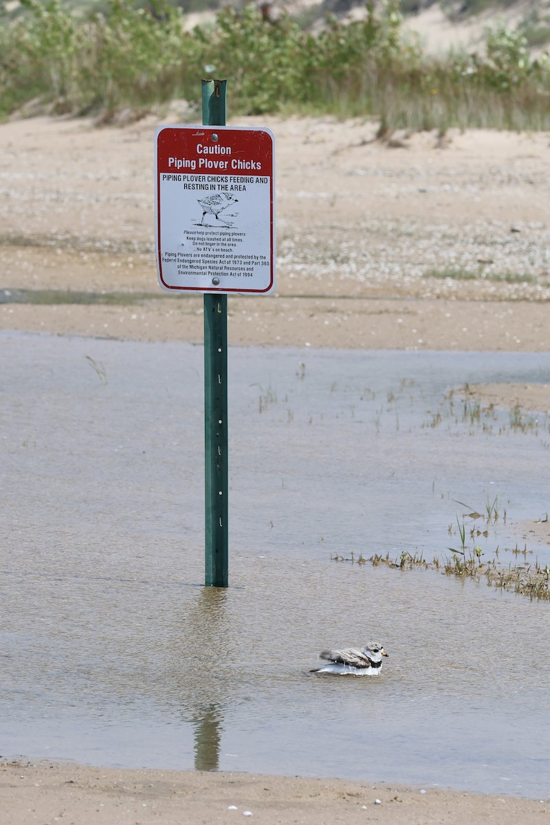 Piping Plover - ML643729379