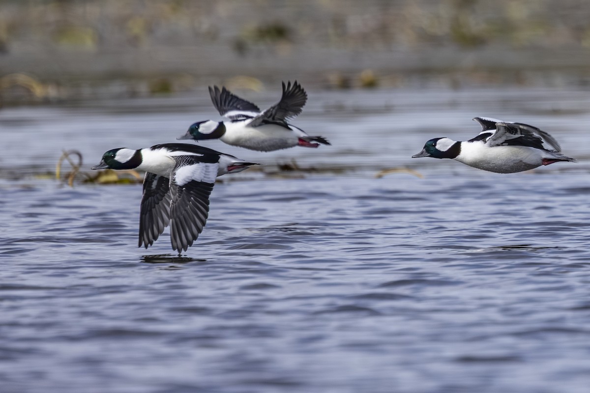 Bufflehead - ML643729381