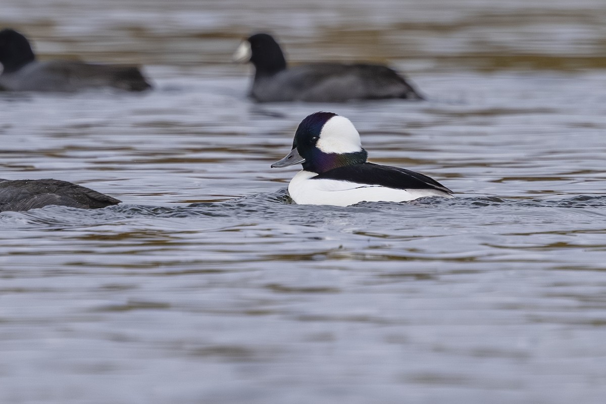 Bufflehead - ML643729382