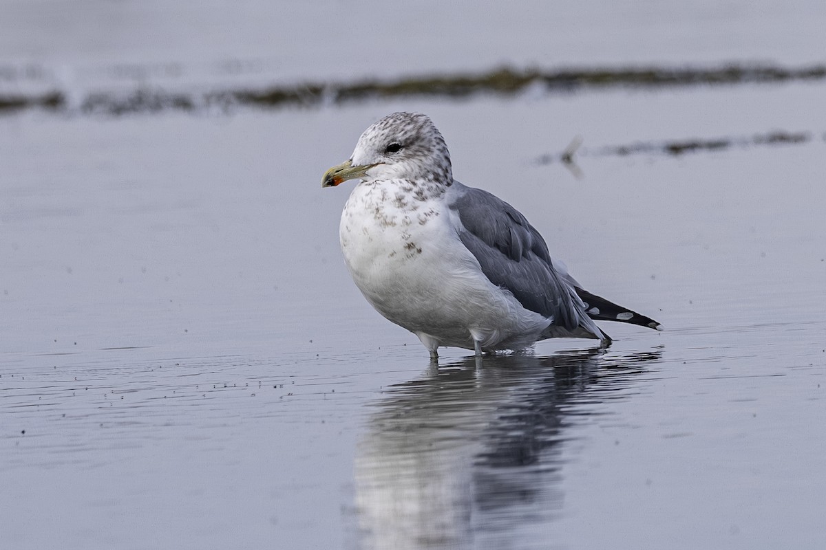 California Gull - ML643729392