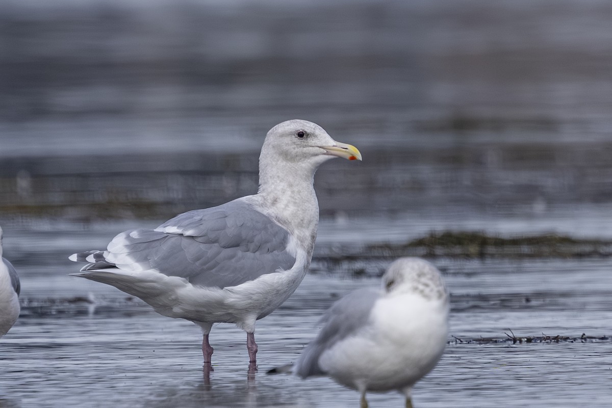 Western x Glaucous-winged Gull (hybrid) - ML643729408
