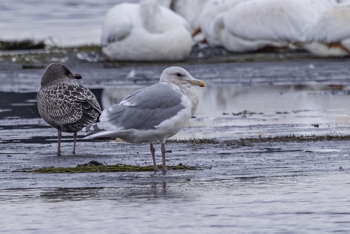 Western x Glaucous-winged Gull (hybrid) - ML643729410