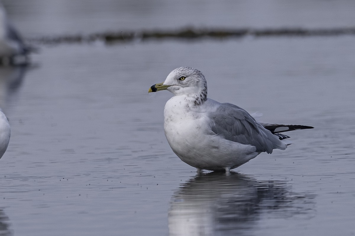 Ring-billed Gull - ML643729419