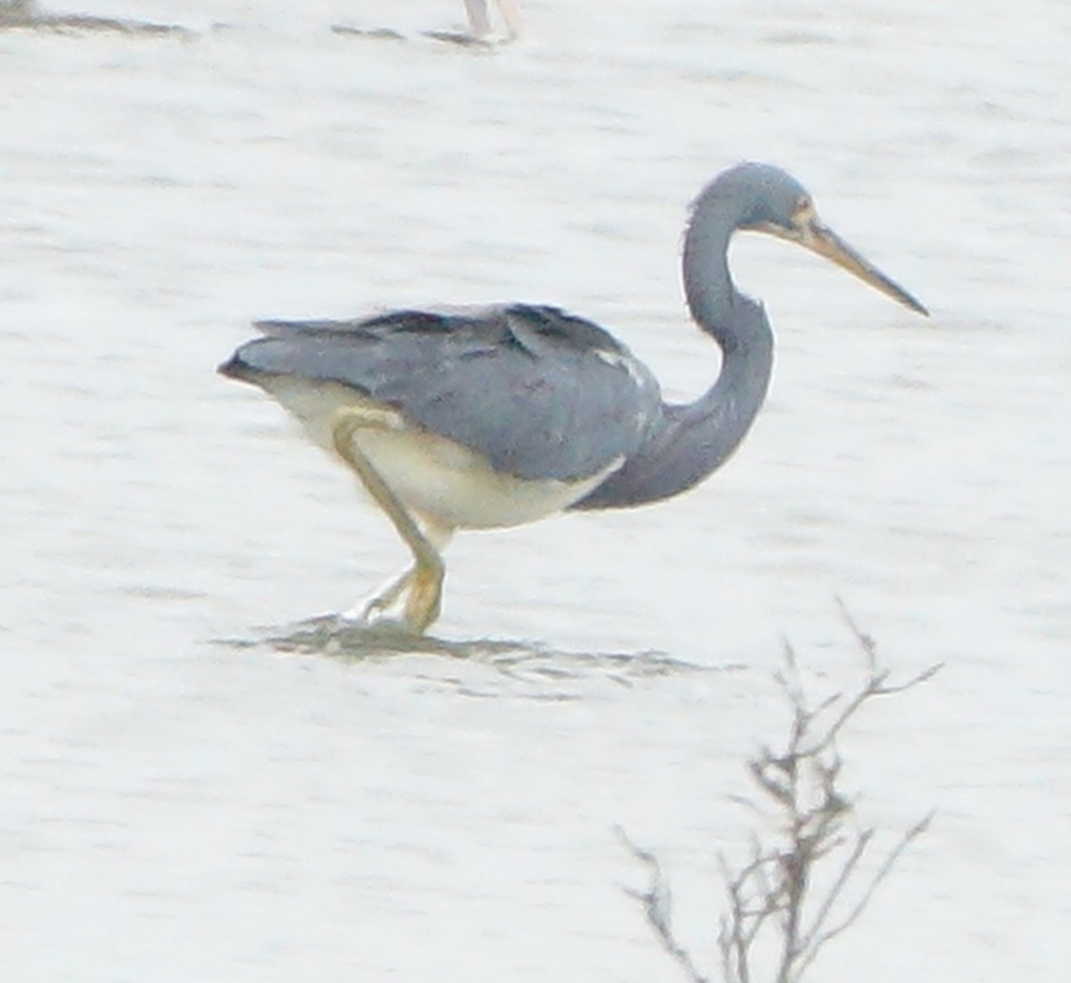 Tricolored Heron - ML643729439