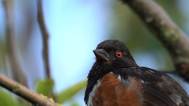Spotted Towhee - ML643729446