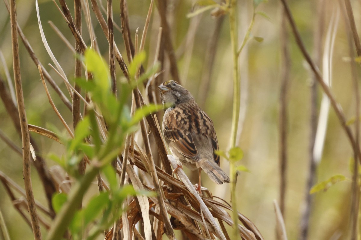 White-throated Sparrow - ML643729456