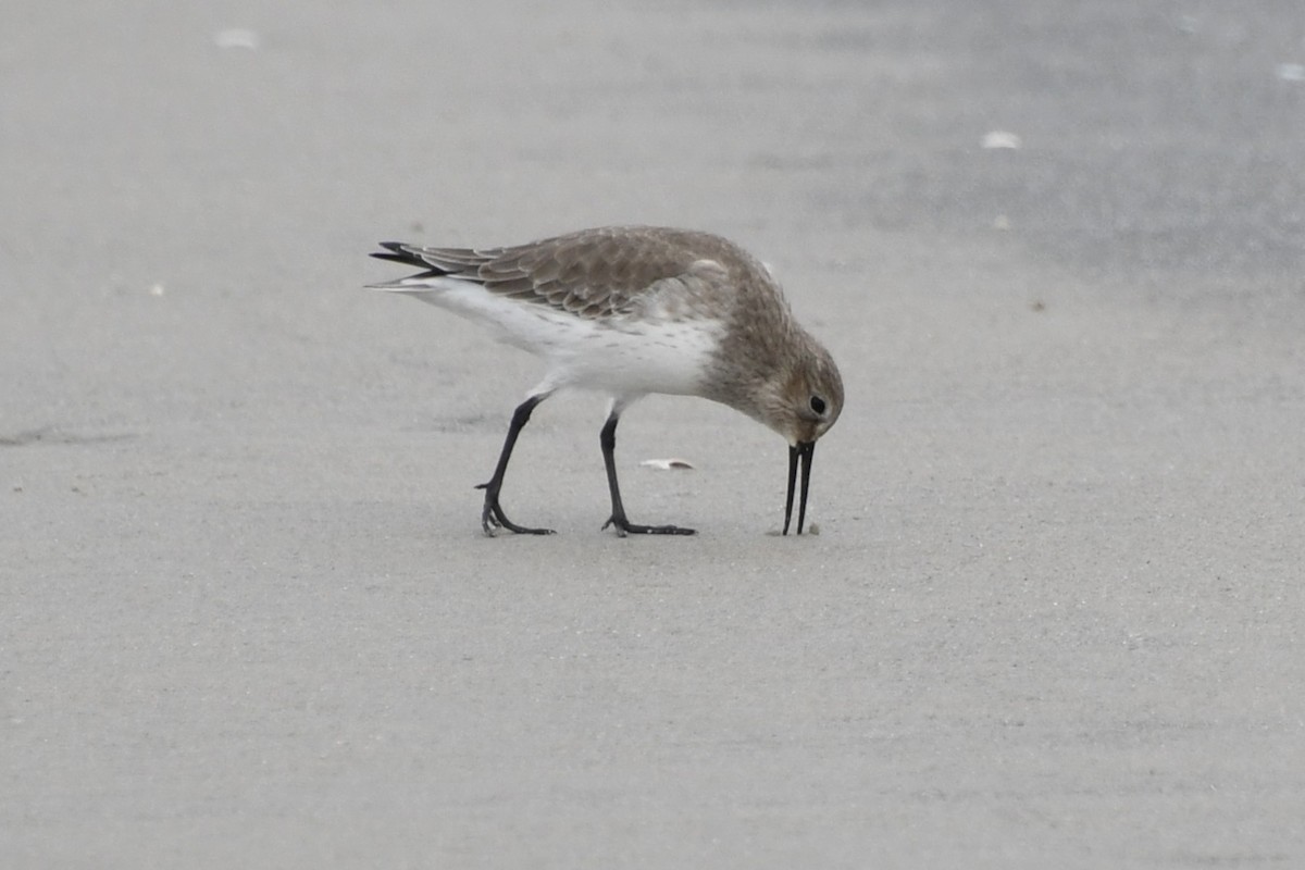 Dunlin - ML643729458