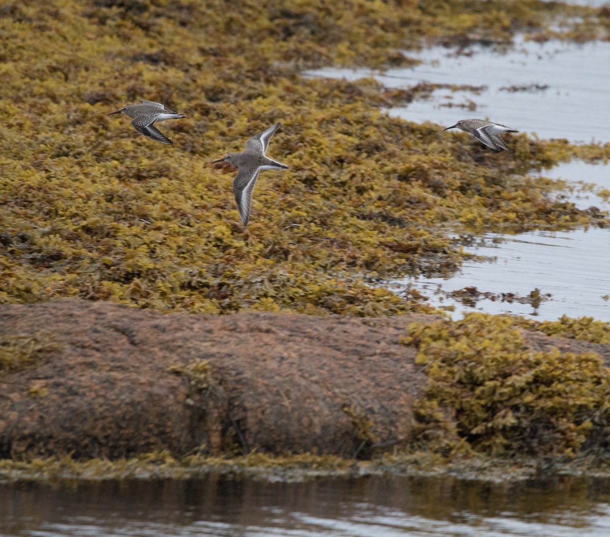 Dunlin - ML643729459