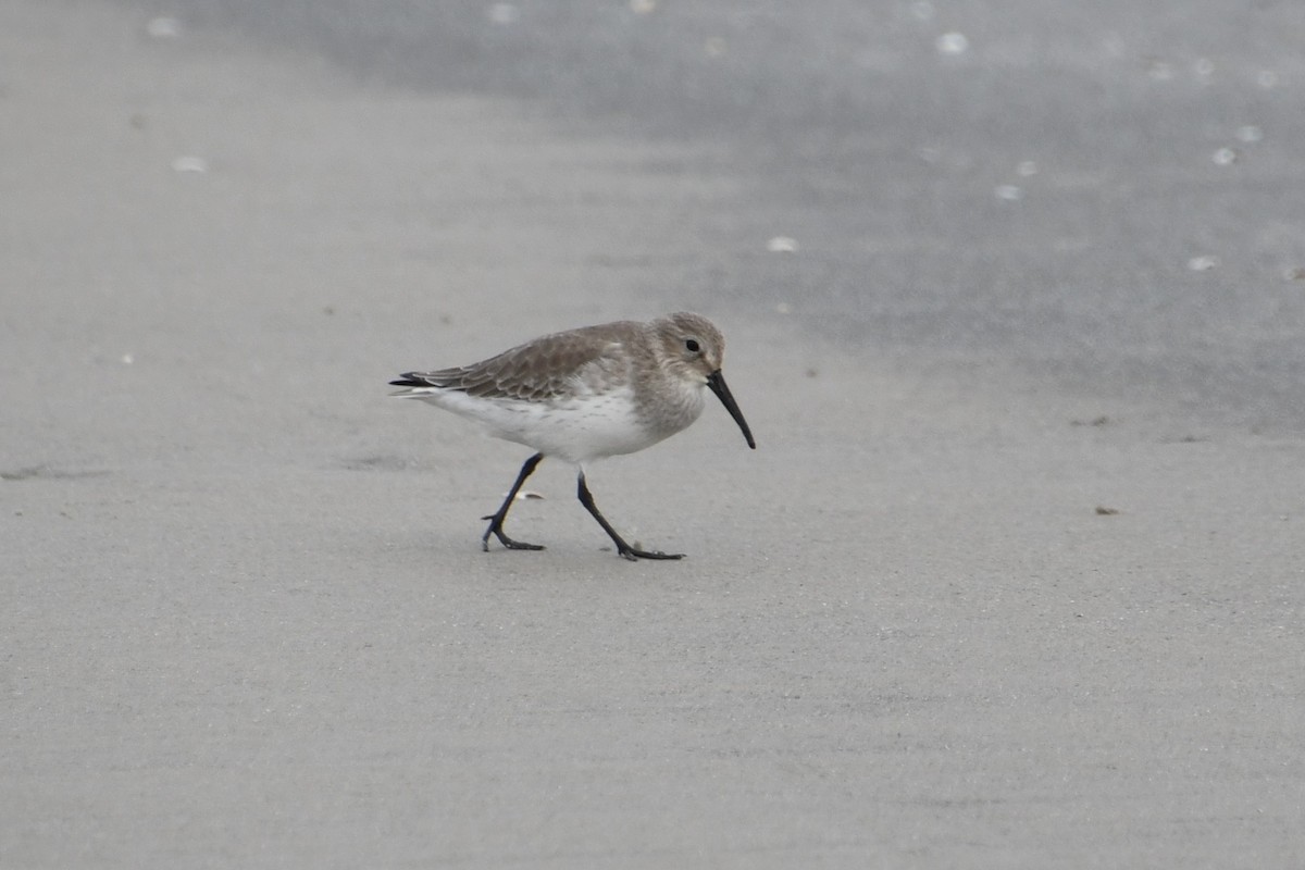Dunlin - ML643729461