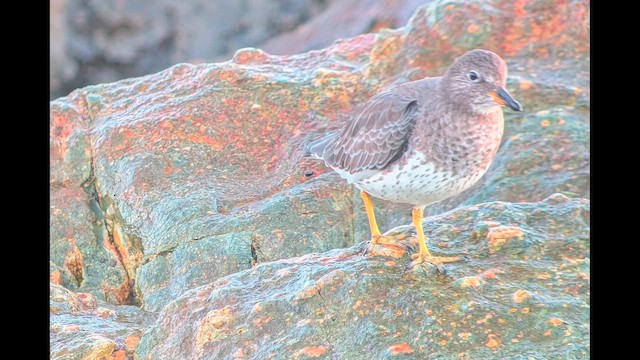 Surfbird - ML643729462