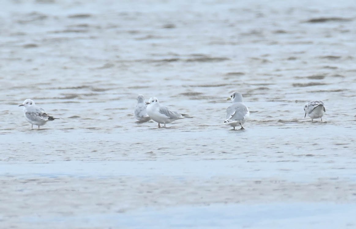 Black-legged Kittiwake - ML643729463