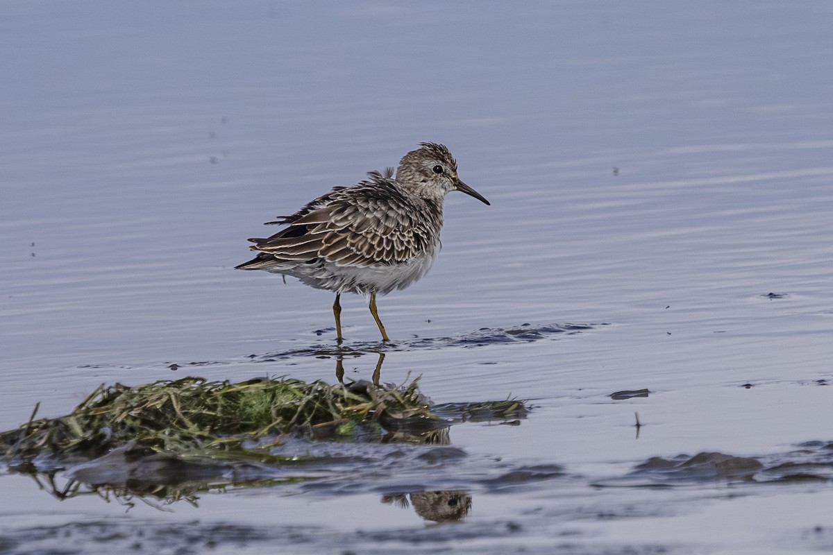 Least Sandpiper - ML643729464