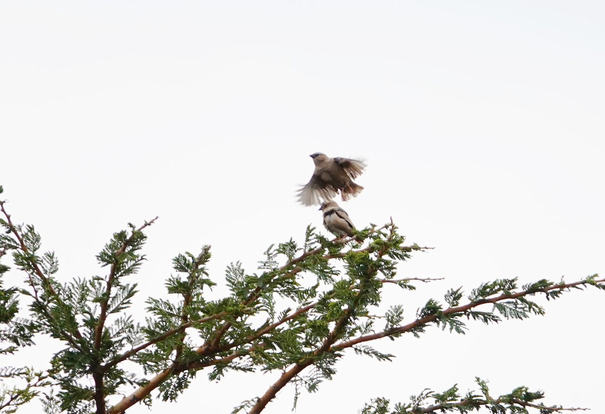 Gray-capped Social-Weaver - ML643729465