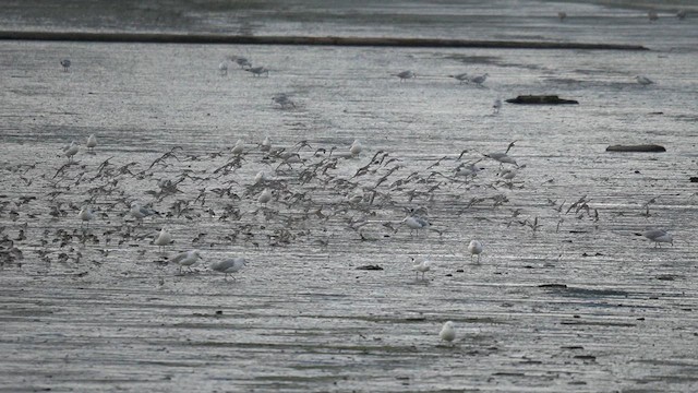 Western Sandpiper - ML643729466