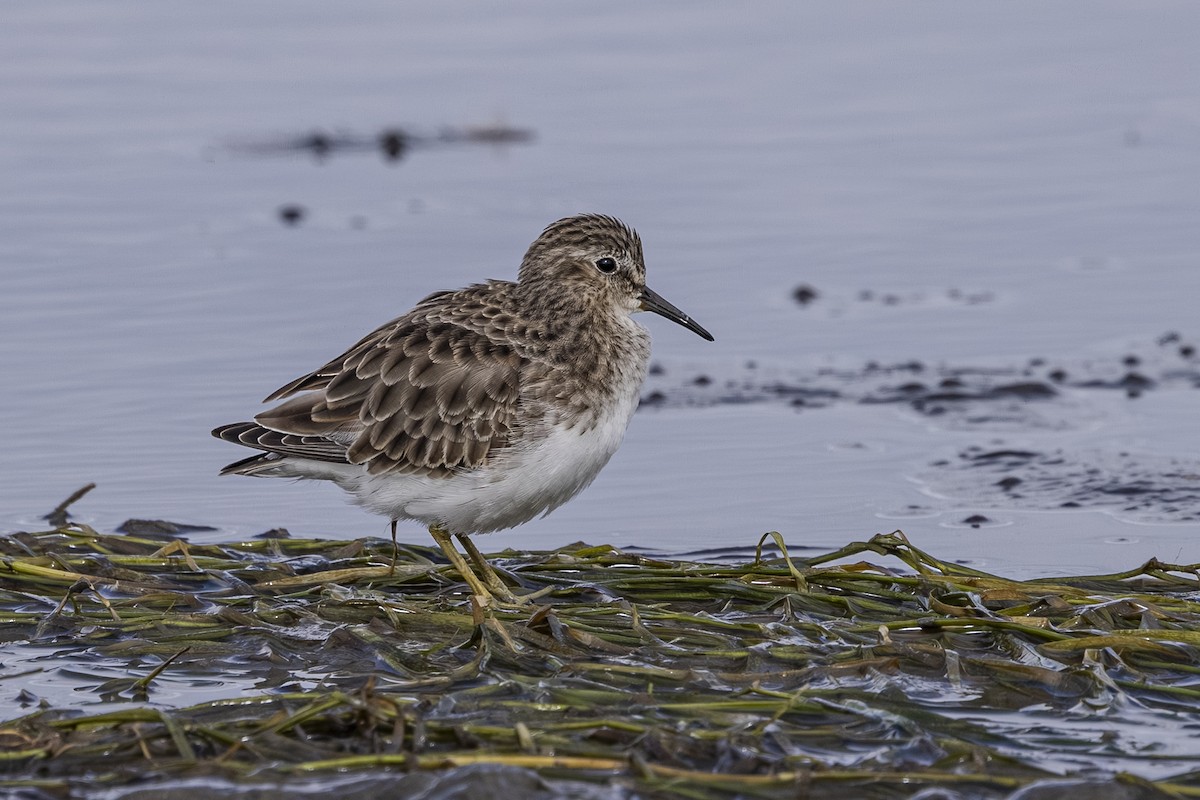 Least Sandpiper - ML643729467