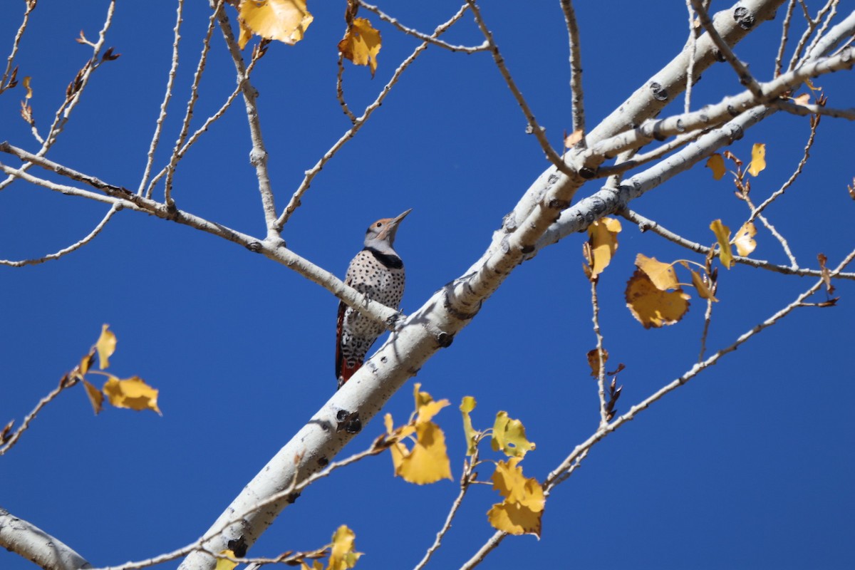 Northern Flicker - ML643729468