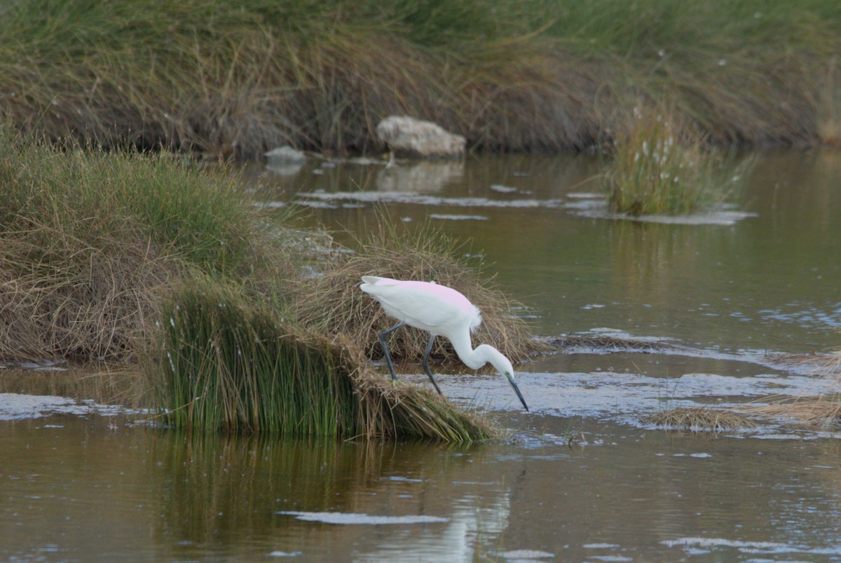 Little Egret - ML643729473