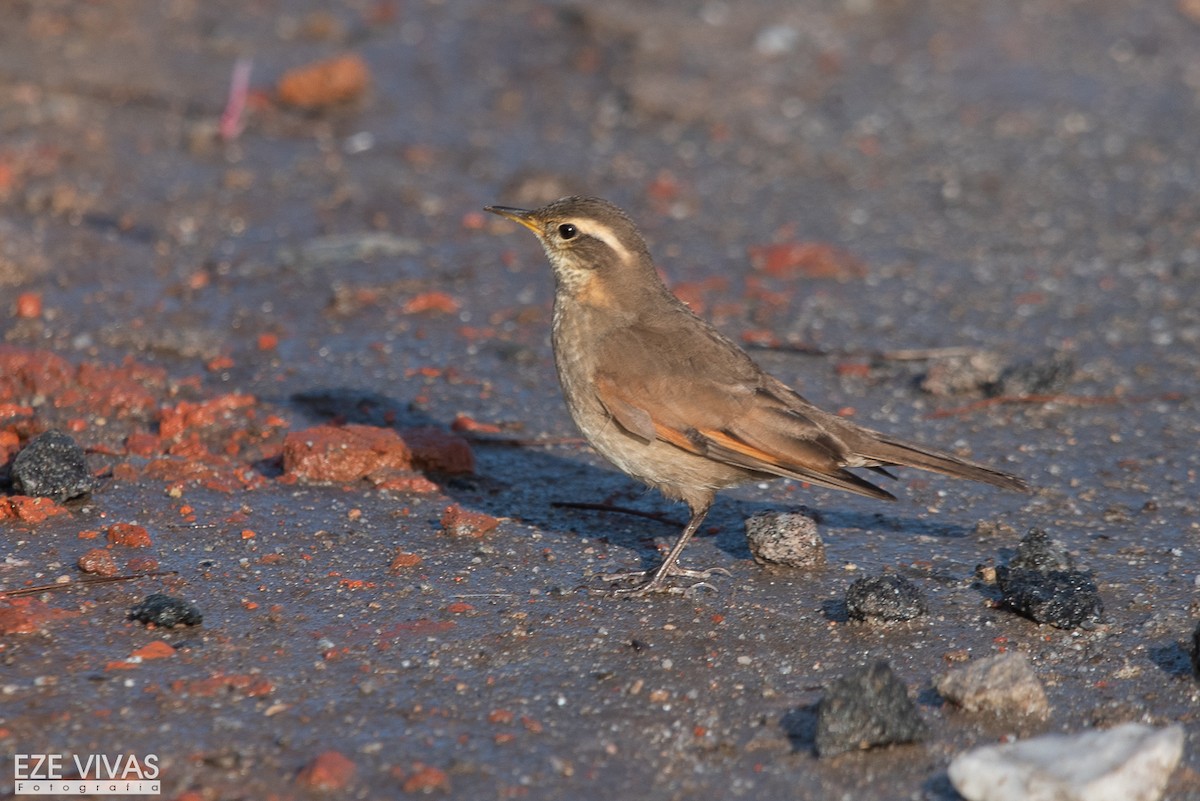 Cordoba Cinclodes - ML643729474