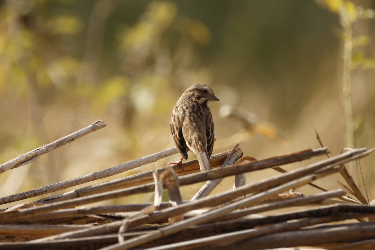 Song Sparrow - ML643729475