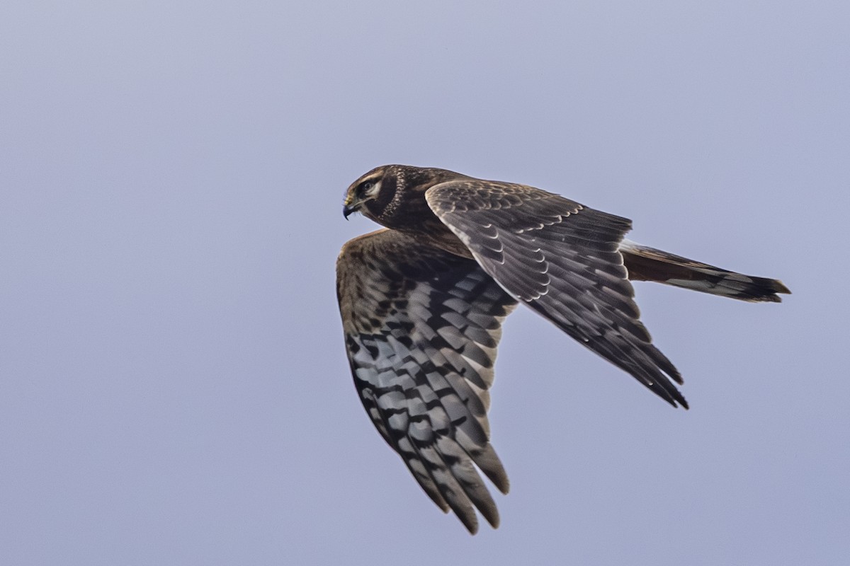 Northern Harrier - ML643729476