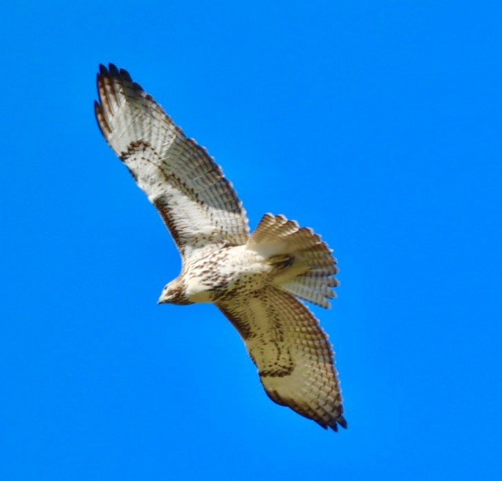 Red-tailed Hawk - ML643729477
