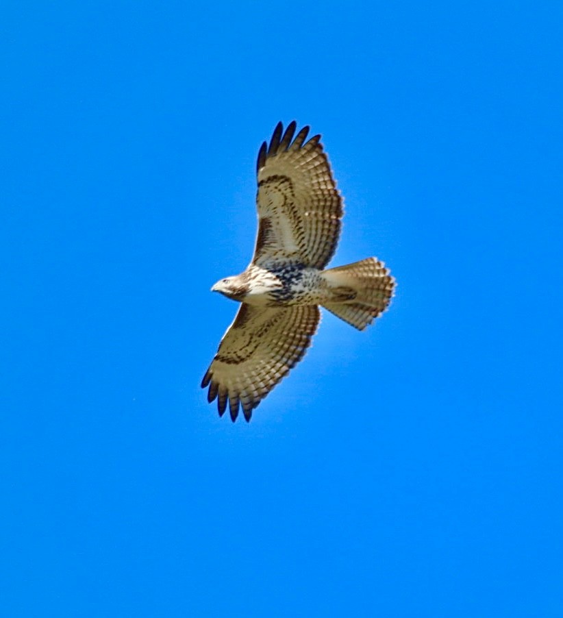 Red-tailed Hawk - ML643729478
