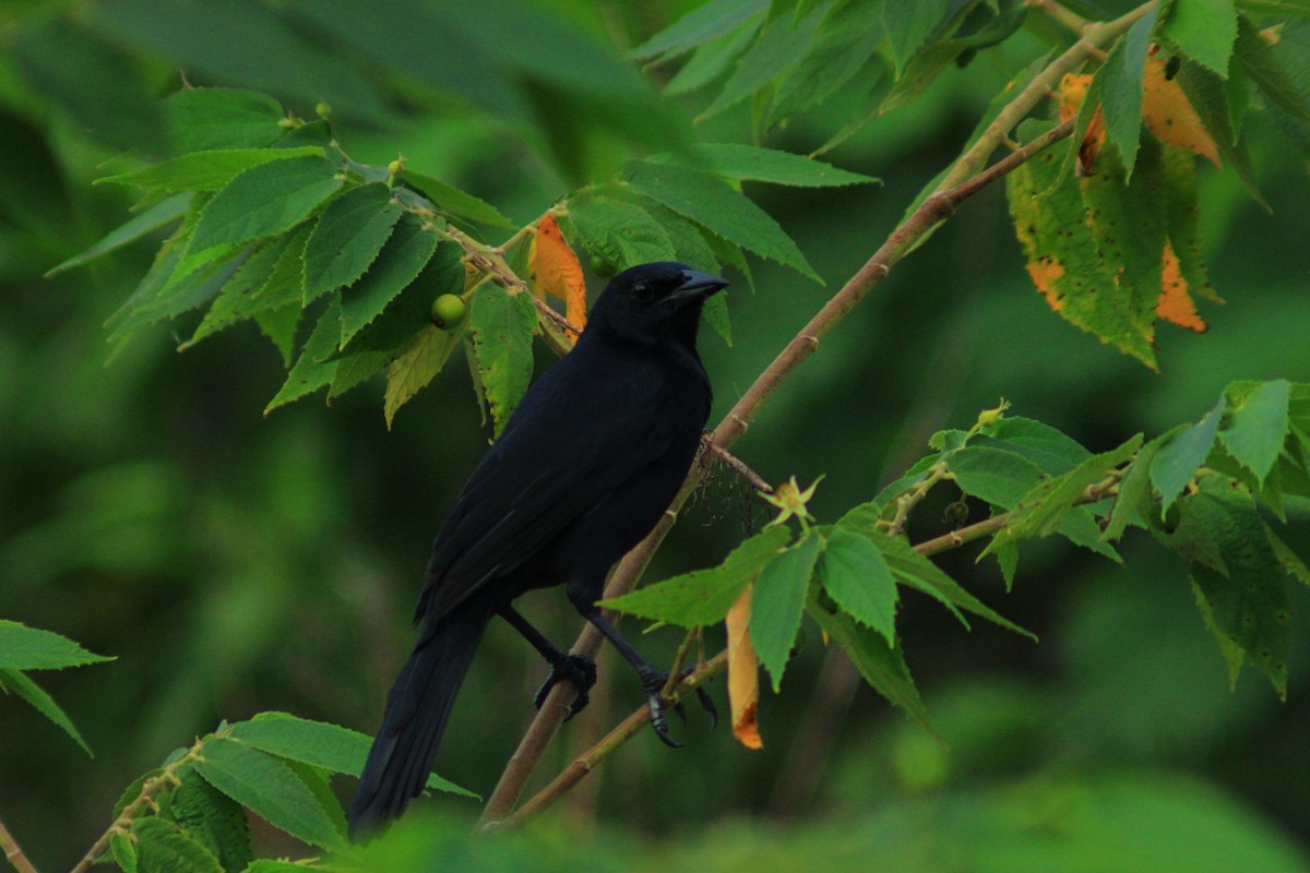 Melodious Blackbird - ML643729479