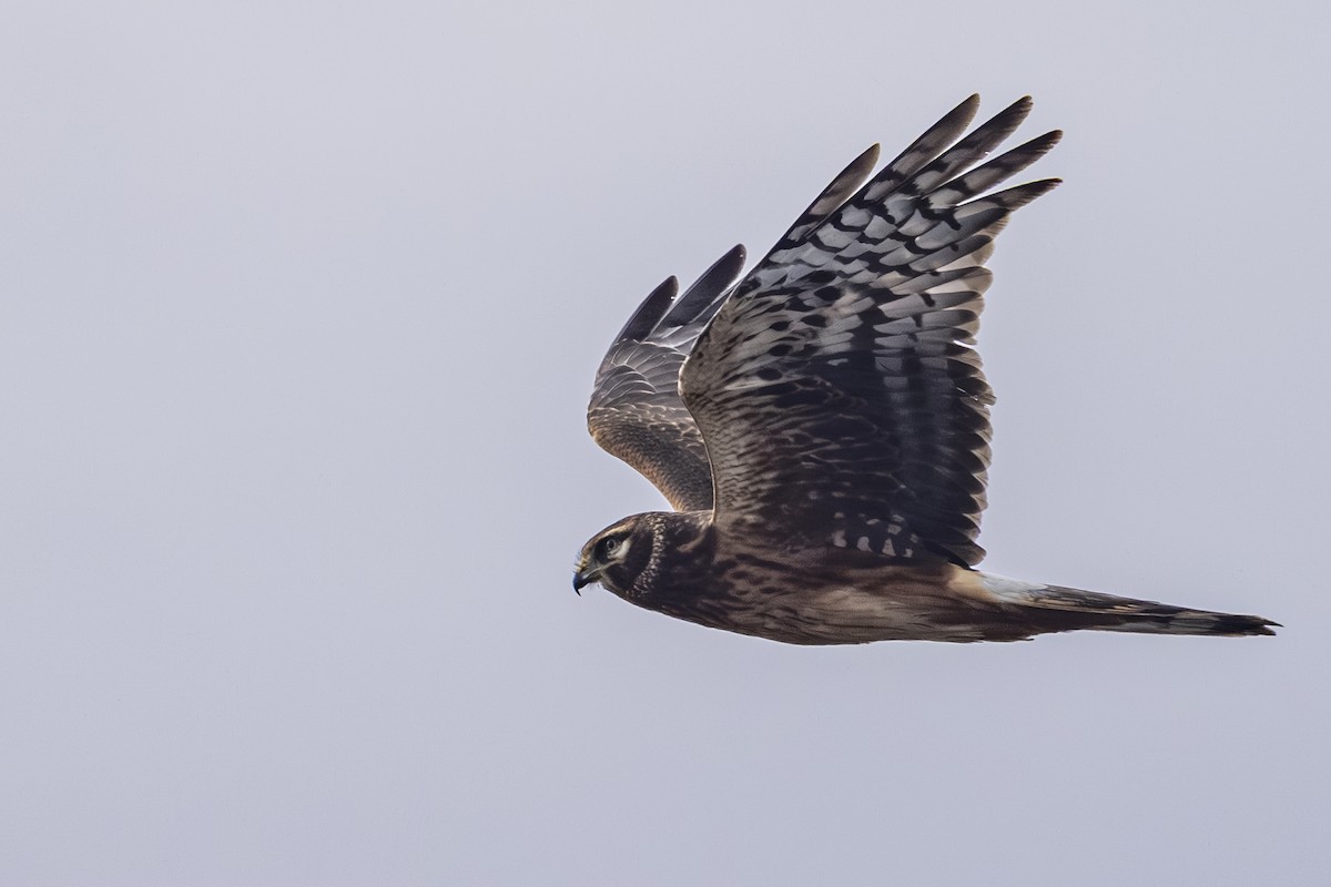 Northern Harrier - ML643729480