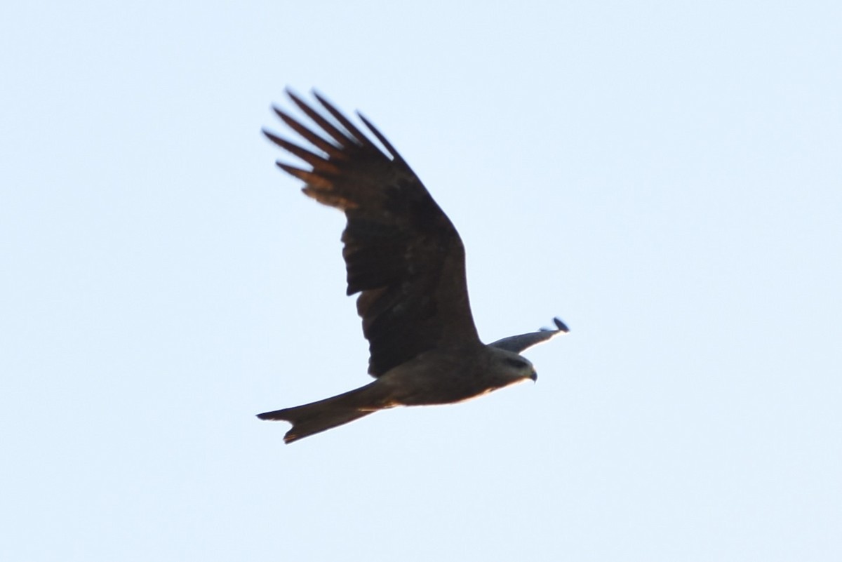Black Kite - ML643729481