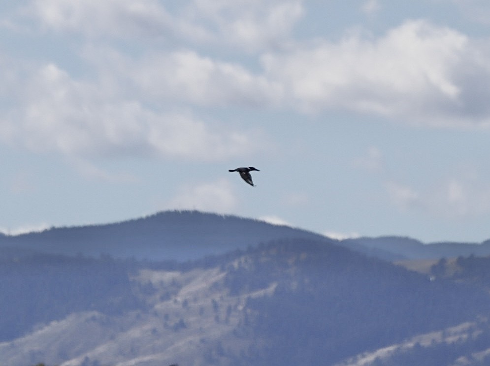 Belted Kingfisher - ML643729483