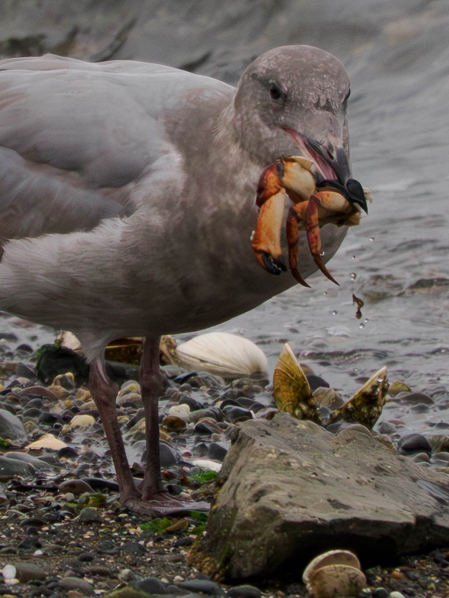Western x Glaucous-winged Gull (hybrid) - ML643729485