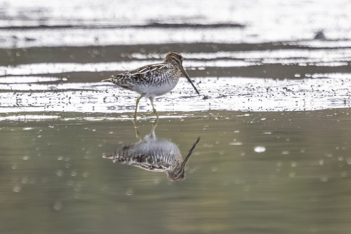 Wilson's Snipe - ML643729490