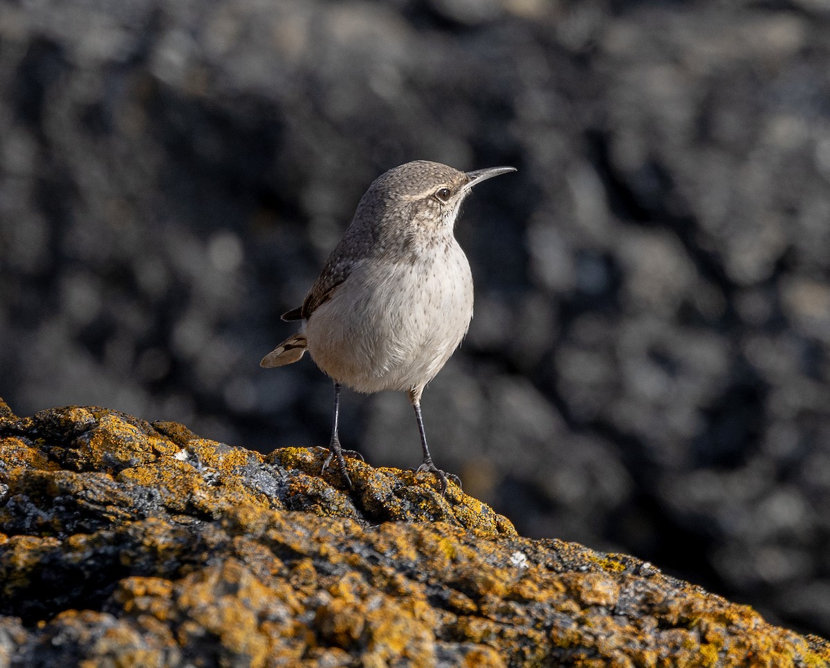 Rock Wren - ML643729491