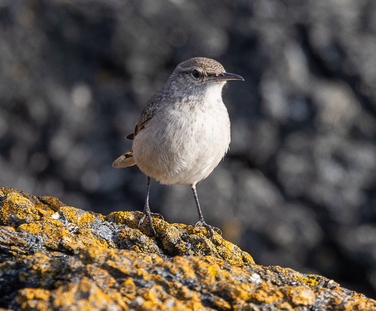 Rock Wren - ML643729492