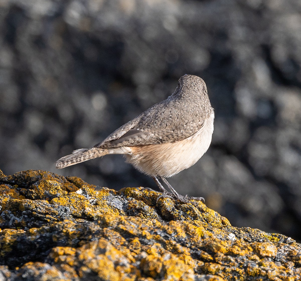 Rock Wren - ML643729493
