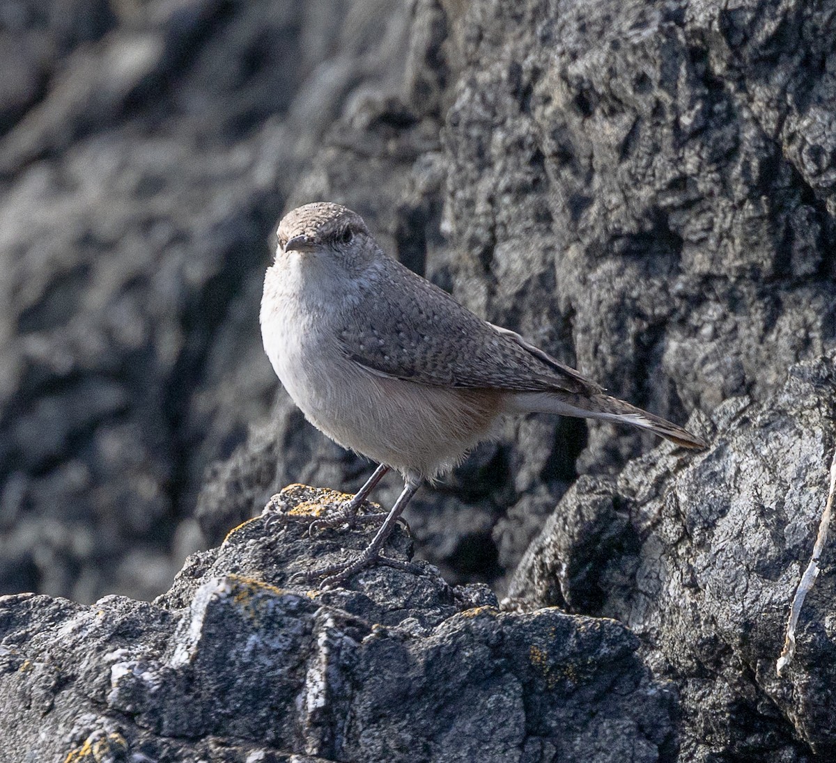 Rock Wren - ML643729494